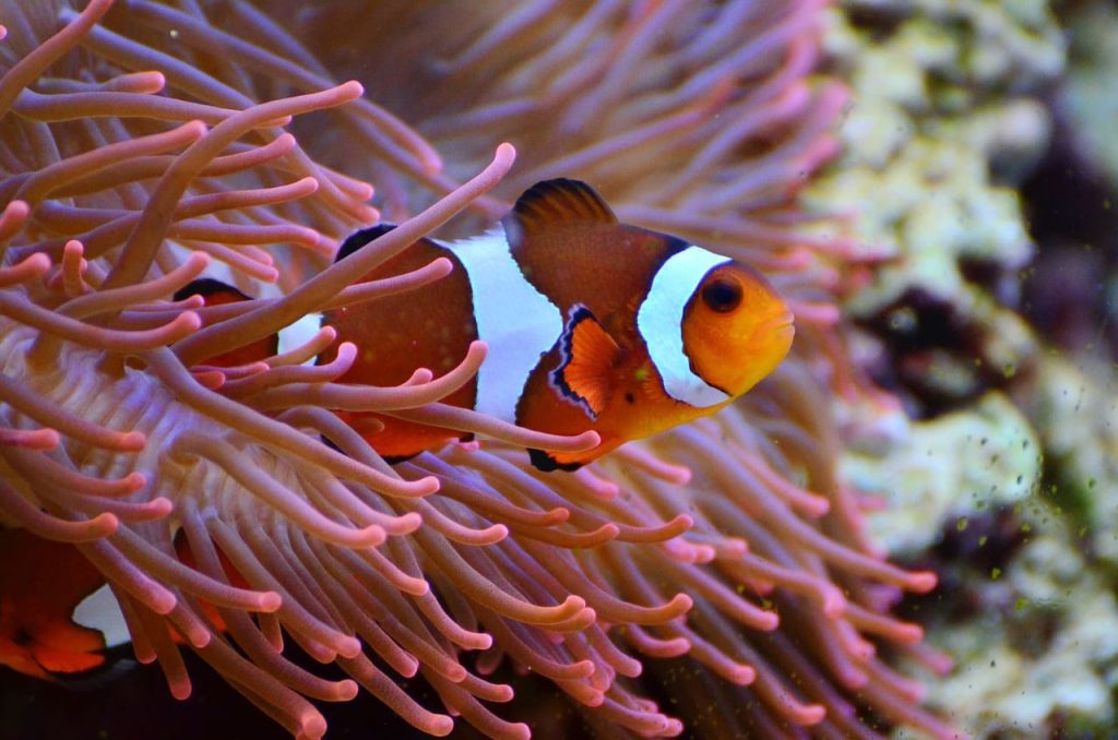 小さな魚をアップで撮影するマクロ撮影