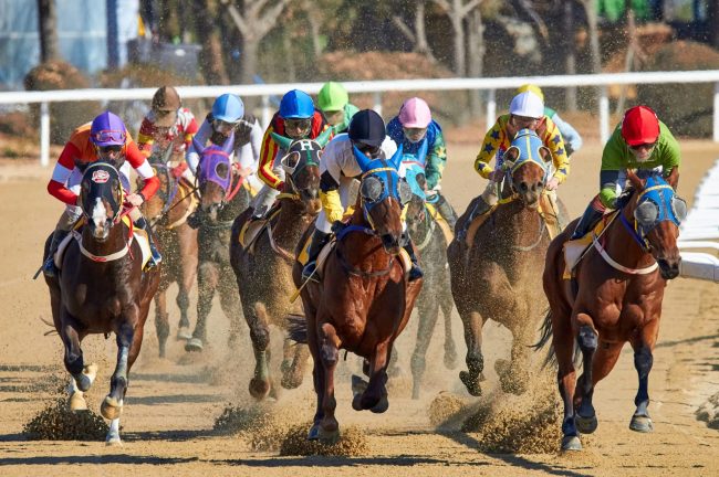 2025年8月のスポーツ観戦・撮影カレンダー